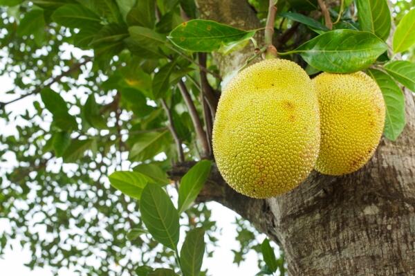 Jackfruit am Baum