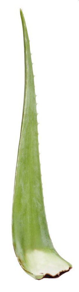 Santaverde aloe vera pflanzenblatt 1Stück